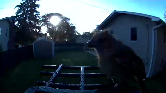 We have a juvenile cardinal. 🥰
I might be slightly obsessed with my bird camera.